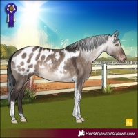 Horse Color:Brown Dun Tobiano Appaloosa Rabicano 