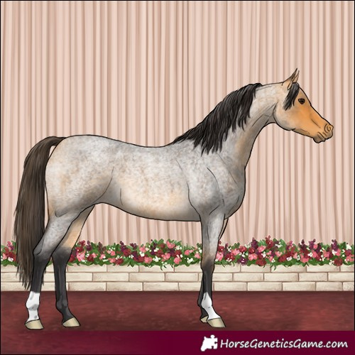 Horse Color:Buckskin Roan