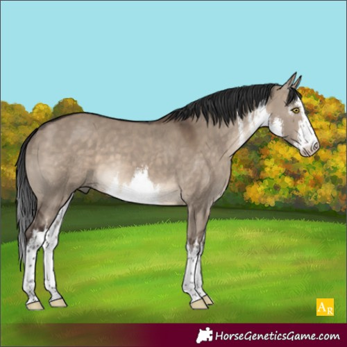 Horse Color:White Spotted Brown Dun 