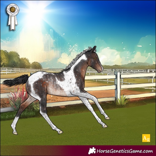 Horse Color:Brown Tobiano Appaloosa Rabicano 