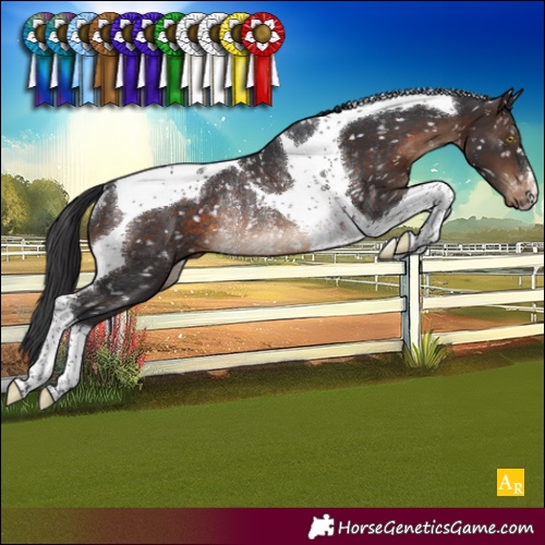Horse Color:Brown Tobiano Appaloosa Rabicano
