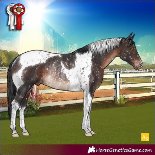 Horse Color:Brown Tobiano Appaloosa Rabicano 