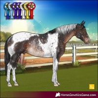 Horse Color:Brown Tobiano Appaloosa Rabicano 