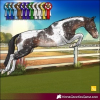 Horse Color:Brown Tobiano Appaloosa Rabicano 