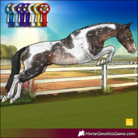 Horse Color:Brown Tobiano Appaloosa Rabicano 