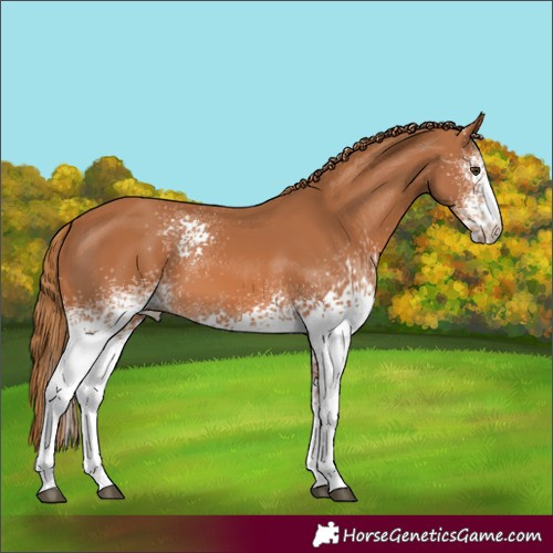 Horse Color:White Spotted Chestnut