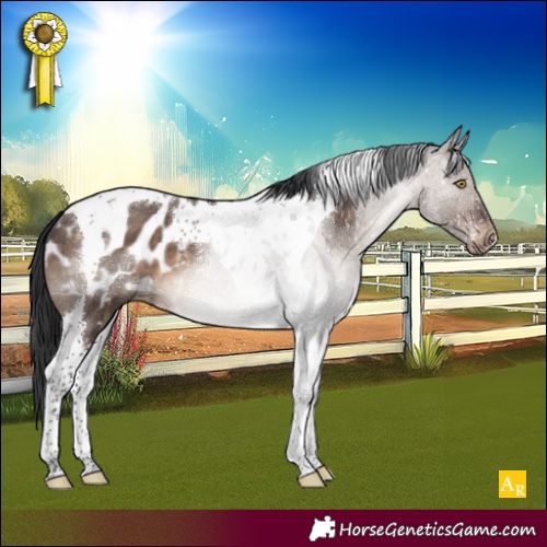 Horse Color:Brown Dun Tobiano Appaloosa 