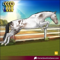Horse Color:Brown Dun Tobiano Appaloosa
