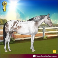 Horse Color:Brown Dun Tobiano Appaloosa 