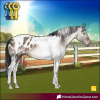 Horse Color:Brown Dun Tobiano Appaloosa 