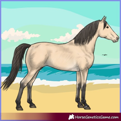 Horse Color:Buckskin 