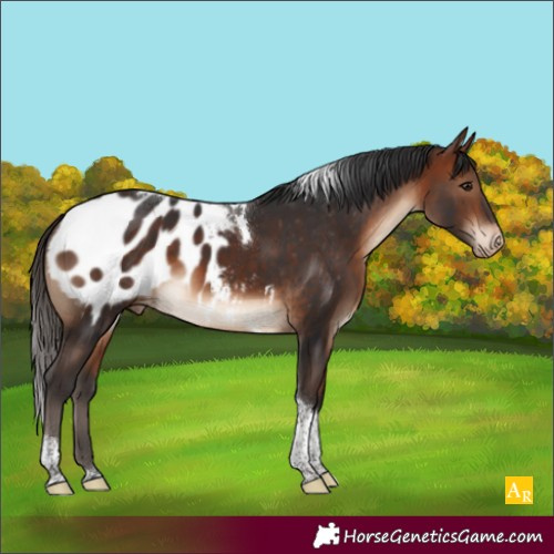 Horse Color:Bay Tobiano Blanket 