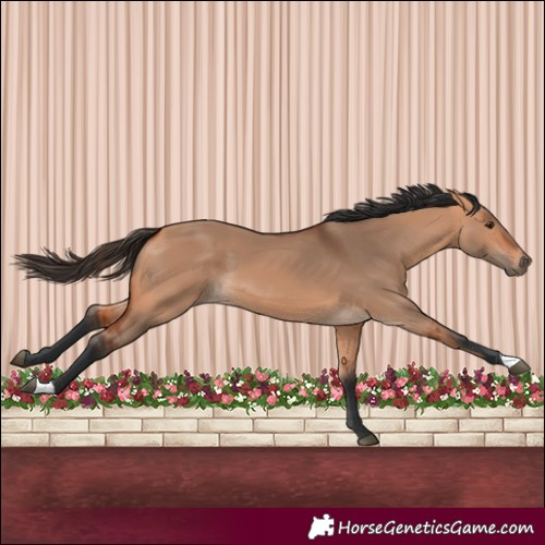 Horse Color:Bay Dun 