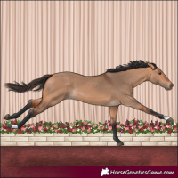 Horse Color:Bay Dun