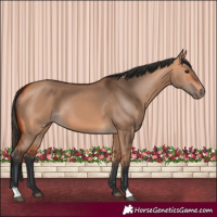 Horse Color:Bay Dun