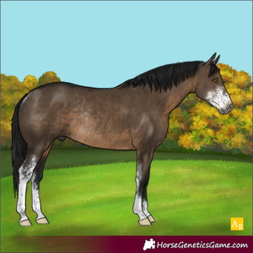 Horse Color:Gray Brown Dun Sabino Rabicano