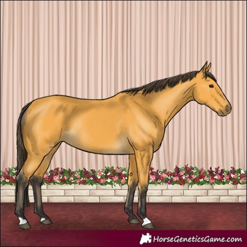 Horse Color:Buckskin Rabicano 