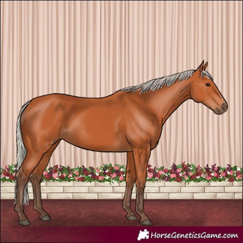 Horse Color:Silver Bay 