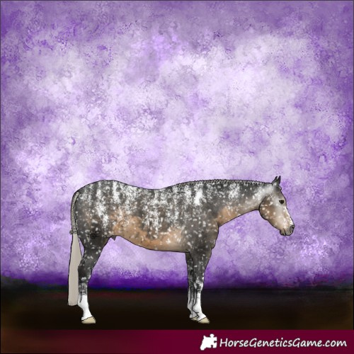 Horse Color:Powder White Gray Silver Smoky Black Appaloosa 