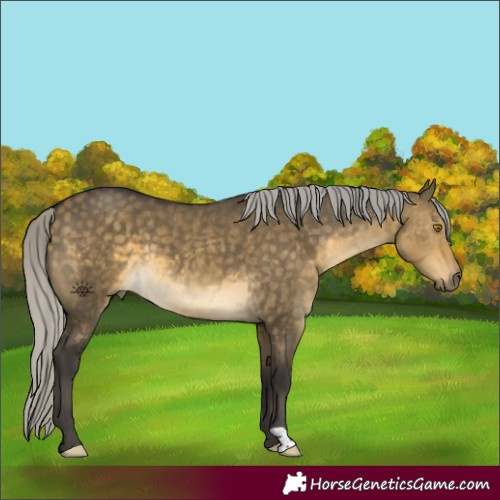 Horse Color:Silver Buckskin Dun 