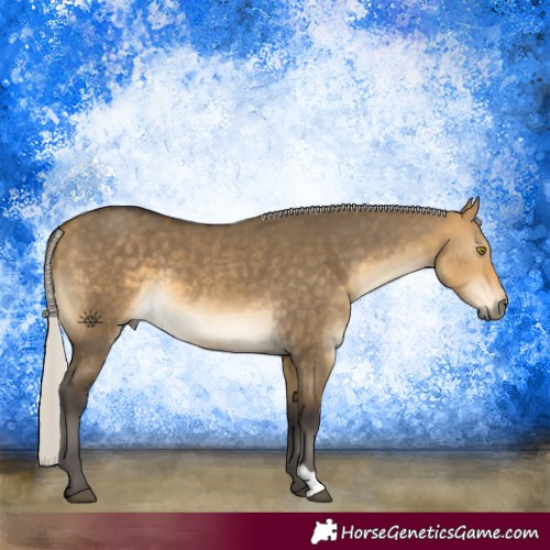 Horse Color:Silver Buckskin Dun 