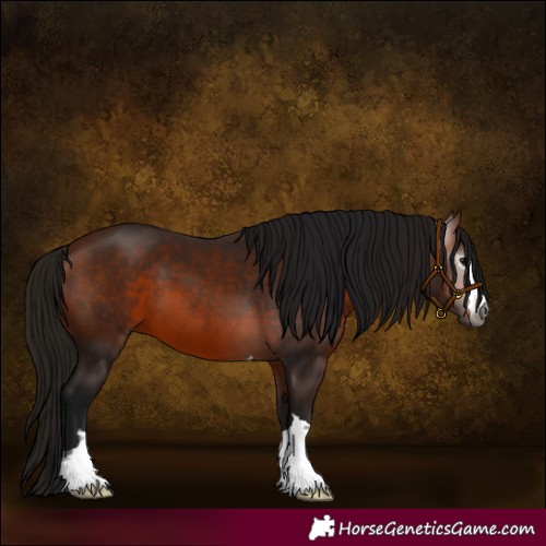 Horse Color:Gray Bay 