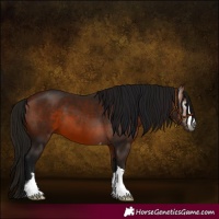 Horse Color:Gray Bay