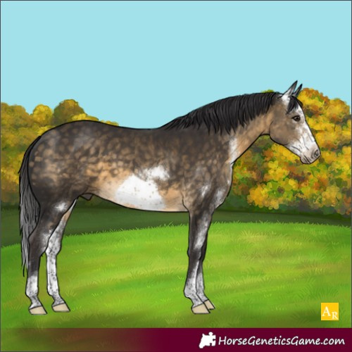 Horse Color:Buckskin Sabino Frame Rabicano 
