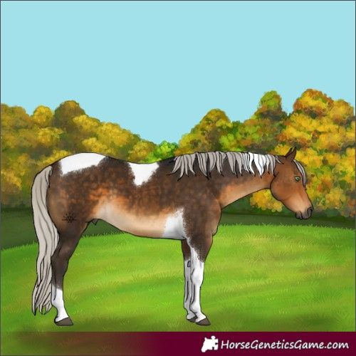 Horse Color:Gray Silver Buckskin Tobiano