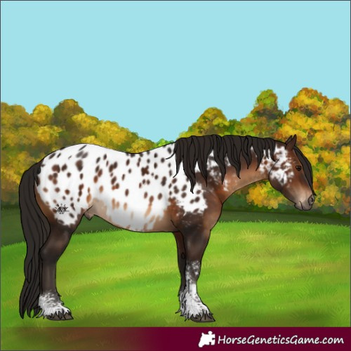 Horse Color:Gray Bay Sabino Appaloosa