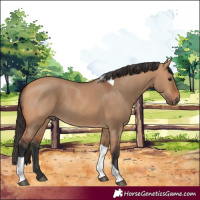 Horse Color:Bay Dun Tobiano Rabicano 