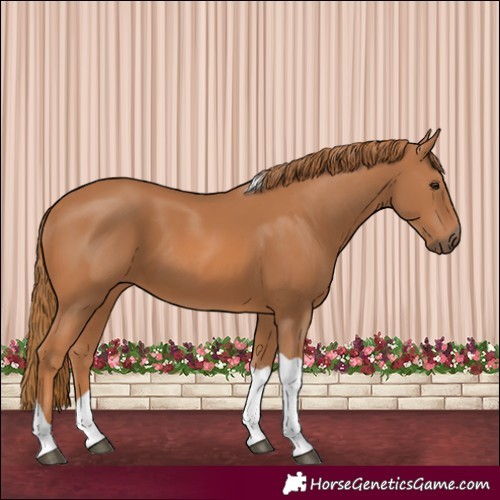 Horse Color:Chestnut Tobiano 