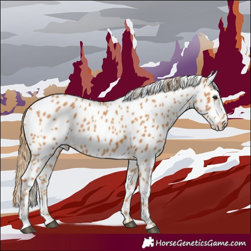 Horse Color:Chestnut Leopard 