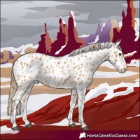 Horse Color:Chestnut Appaloosa