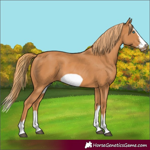 Horse Color:Chestnut Splash Frame 
