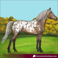 Horse Color:Gray Silver Brown Dun Appaloosa 