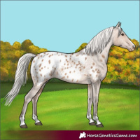 Horse Color:Silver Brown Dun Blanket 