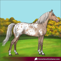 Horse Color:Silver Brown Dun Appaloosa 
