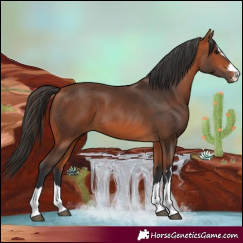 Horse Color:Bay 
