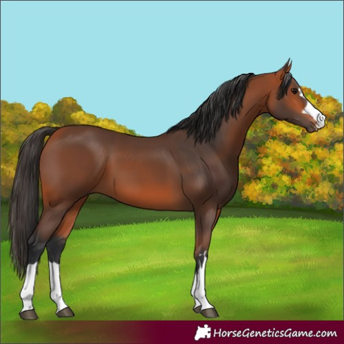 Horse Color:Bay 