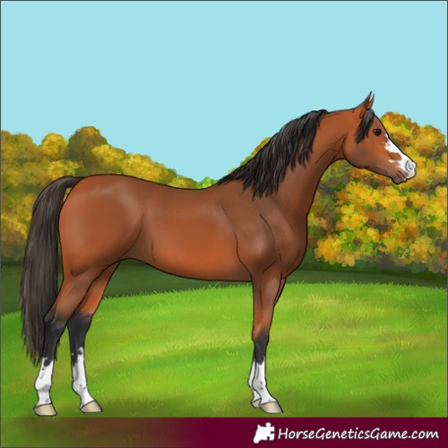 Horse Color:Bay 