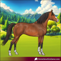 Horse Color:Bay 