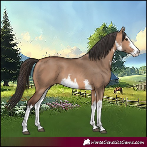 Horse Color:White Spotted Bay Dun 