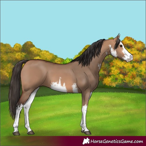 Horse Color:White Spotted Bay Dun