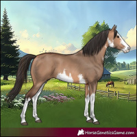 Horse Color:White Spotted Bay Dun