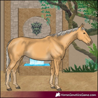 Horse Color:Palomino 