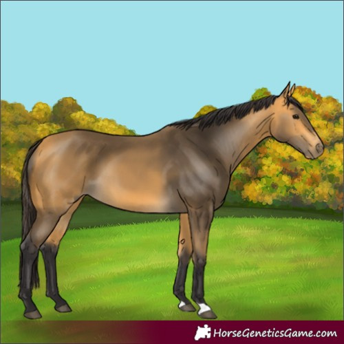 Horse Color:Buckskin