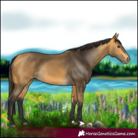 Horse Color:Buckskin