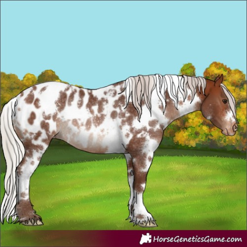 Horse Color:White Spotted Silver Brown Appaloosa Rabicano