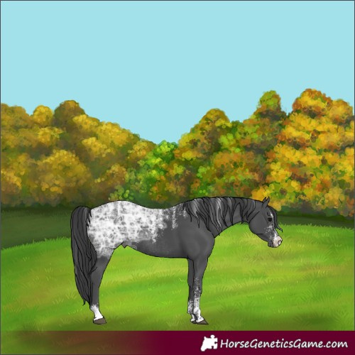 Horse Color:Powder White Black Ice Rabicano